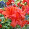 Azalea Mollis Fireball 1 Azalea Mollis Fireball -Fruit Garden Shop AzaleamollisFireball
