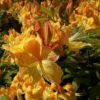 Azalea Mollis Golden Sunset -Fruit Garden Shop AzaleamollisGoldenSunset1