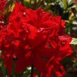 Azalea Mollis Nabucco 9 Azalea Mollis Nabucco -Fruit Garden Shop AzaleamollisNabucco04