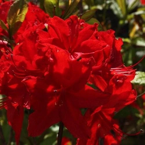 Azalea Mollis Nabucco 6 Azalea Mollis Nabucco - Image 4