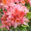 Azalea Mollis Pink Delight -Fruit Garden Shop AzaleamollisPinkDelight