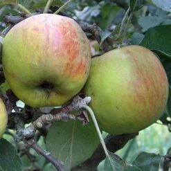 Apple Ballinora Pippin -Fruit Garden Shop Ballinora Pippin02