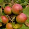 Apple Ballinora Pippin -Fruit Garden Shop Ballinora Pippin03