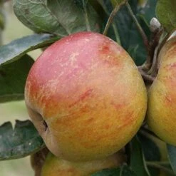 Apple Ballinora Pippin -Fruit Garden Shop Ballinora Pippin04