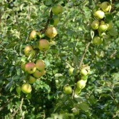 Apple Ballyvaughan Seedling 16 Apple Ballyvaughan Seedling -Fruit Garden Shop Ballyvaughan Seedling A07