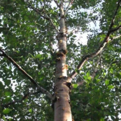 Betula Albosinensis China Rose -Fruit Garden Shop Beltula albosinensis China Rose 03