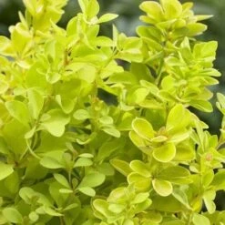 Berberis Thunbergii Maria -Fruit Garden Shop Berberis thunbergii Maria 02