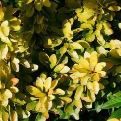 Berberis Thunbergii Maria -Fruit Garden Shop Berberis thunbergii Maria 03