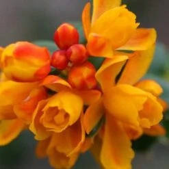 Fruit Garden Shop -Fruit Garden Shop Berberis lologensis Mystery Fire 03x