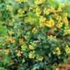 Berberis Lologensis Mystery Fire -Fruit Garden Shop Berberis lologensis Mystery Fire 04x