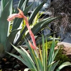 Beschorneria Yuccoides Flamingo Glow -Fruit Garden Shop Beschorneria yuccoides Flamingo Glow 02