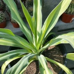 Beschorneria Yuccoides Flamingo Glow -Fruit Garden Shop Beschorneria yuccoides Flamingo Glow 03