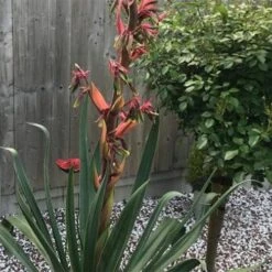 Beschorneria Yuccoides Flamingo Glow -Fruit Garden Shop Beschorneria yuccoides Flamingo Glow 04