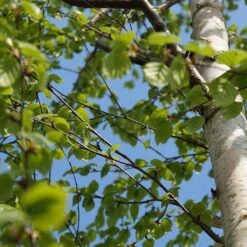 Betula Ermanii Holland -Fruit Garden Shop Betula ermanii Holland 02
