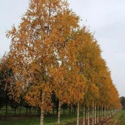 Betula Ermanii Holland -Fruit Garden Shop Betula ermanii Holland 03