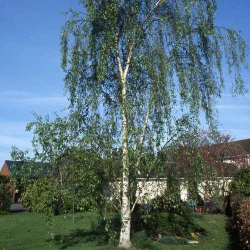 Betula Pendula Tristis 3 Betula Pendula Tristis
