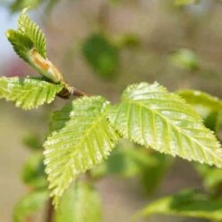 Betula Albosinensis China Rose -Fruit Garden Shop Betula albosinensis China Rose 04