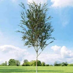 Betula Albosinensis Fascination -Fruit Garden Shop Betula albosinensis Fascination 01