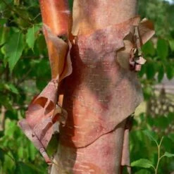 Betula Albosinensis Fascination -Fruit Garden Shop Betula albosinensis Fascination 05