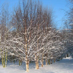 Betula Albosinensis Fascination -Fruit Garden Shop Betula albosinensis Fascination 06