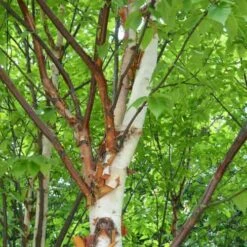 Betula Albosinensis Var. Septentrionlis Kansu -Fruit Garden Shop Betula albosinensis Kanzu 03