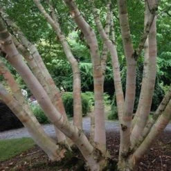 Betula Albosinensis Pink Champagne -Fruit Garden Shop Betula albosinensis Pink Champagne 01