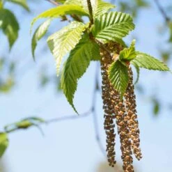 Betula Albosinensis Pink Champagne -Fruit Garden Shop Betula albosinensis Pink Champagne 03