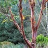 Betula Albosinensis Red Panda -Fruit Garden Shop Betula albosinensis Red Panda 03