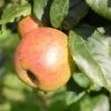 Apple Blenheim Orange 2 Apple Blenheim Orange -Fruit Garden Shop Blenheim Orange A01