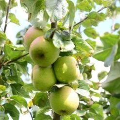 Apple Blenheim Orange -Fruit Garden Shop Blenheim Orange A02