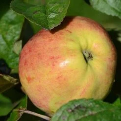 Apple Bloody Butcher -Fruit Garden Shop Bloody Butcher A02