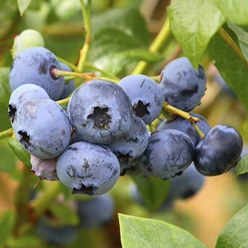 Blueberry Duke 4 Blueberry Duke - Image 2