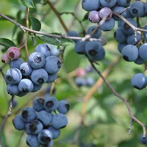 Blueberry Duke 6 Blueberry Duke - Image 4