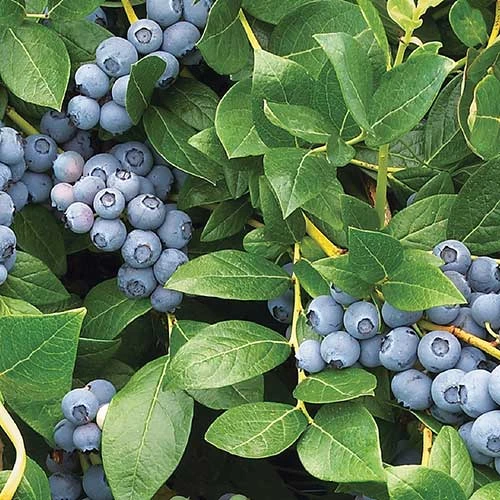 Blueberry Duke 3 Blueberry Duke