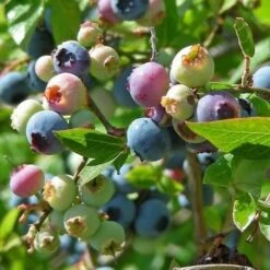 Blueberry Northland -Fruit Garden Shop BlueberryNorthland01