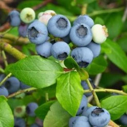 Blueberry Northland -Fruit Garden Shop BlueberryNorthland3