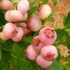 Blueberry Pink Popcorn® -Fruit Garden Shop BlueberryPinkPopcorn01