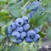 Blueberry Sweetheart® -Fruit Garden Shop BlueberrySweetheart01
