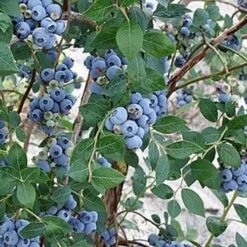Blueberry Sweetheart® -Fruit Garden Shop BlueberrySweetheart02