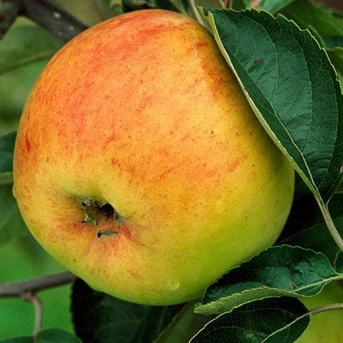 Apple Bountiful 4 Apple Bountiful - Image 2