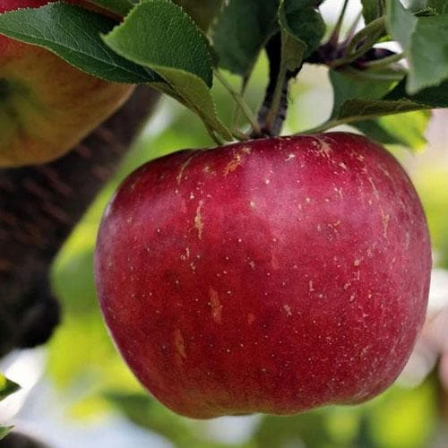 Apple Bountiful 6 Apple Bountiful - Image 4