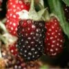 Boysenberry -Fruit Garden Shop Boysenberry 01