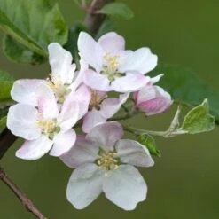 Apple Bramley’s Seedling -Fruit Garden Shop Bramley s Seedling 05