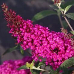 Buddleja Davidii Buzz Hot Raspberry 8 Buddleja Davidii Buzz Hot Raspberry -Fruit Garden Shop Buddleia Buzz Hot Raspberry 01