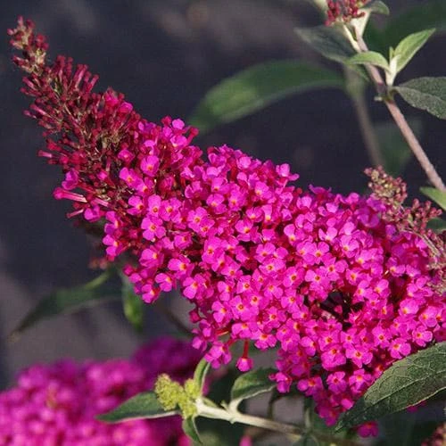 Buddleja Davidii Buzz Hot Raspberry 5 Buddleja Davidii Buzz Hot Raspberry - Image 3