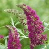 Buddleja Davidii Buzz Hot Raspberry -Fruit Garden Shop Buddleia Buzz Hot Raspberry 02