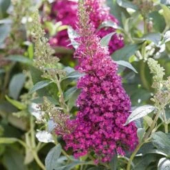 Buddleja Davidii Buzz Hot Raspberry 9 Buddleja Davidii Buzz Hot Raspberry -Fruit Garden Shop Buddleia Buzz Hot Raspberry 03