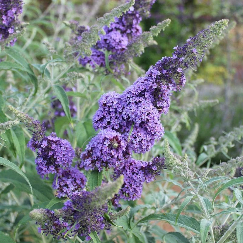 Buddleja Davidii Buzz Sky Blue 3 Buddleja Davidii Buzz Sky Blue