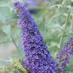 Buddleja Davidii Buzz Sky Blue 8 Buddleja Davidii Buzz Sky Blue -Fruit Garden Shop Buddleia Buzz Sky Blue 02