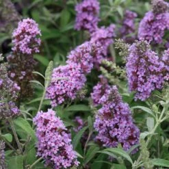 Buddleja Davidii Buzz Sky Blue 9 Buddleja Davidii Buzz Sky Blue -Fruit Garden Shop Buddleia Buzz Sky Blue 03
